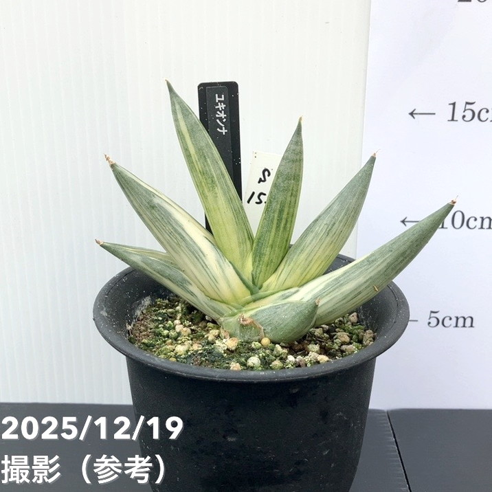 激レア！現品お届け】サンスベリア 3.5号 雪女 ユキオンナ プラ鉢