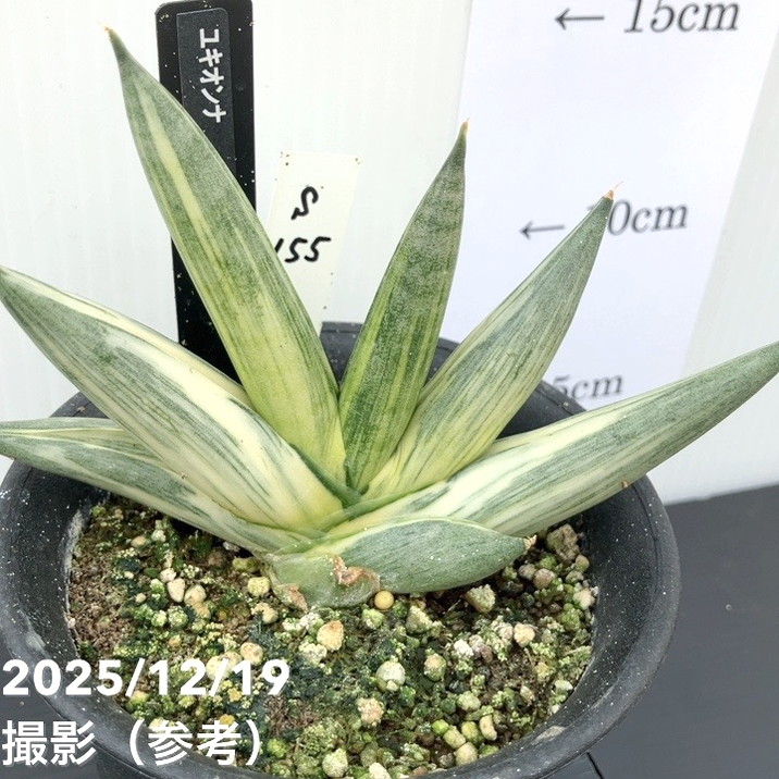 激レア！現品お届け】サンスベリア 3.5号 雪女 ユキオンナ プラ鉢