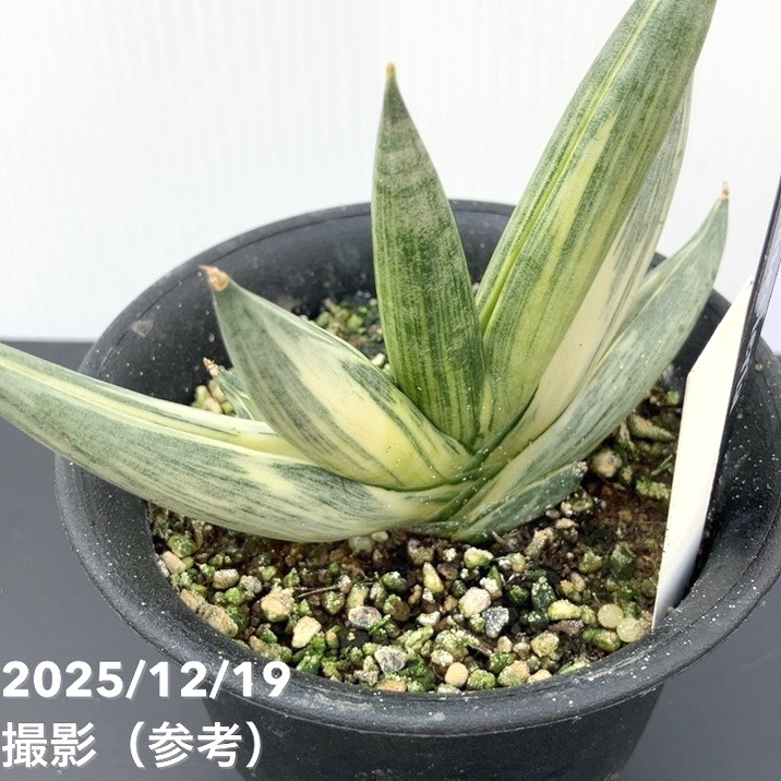 激レア！現品お届け】サンスベリア 3.5号 雪女 ユキオンナ プラ鉢