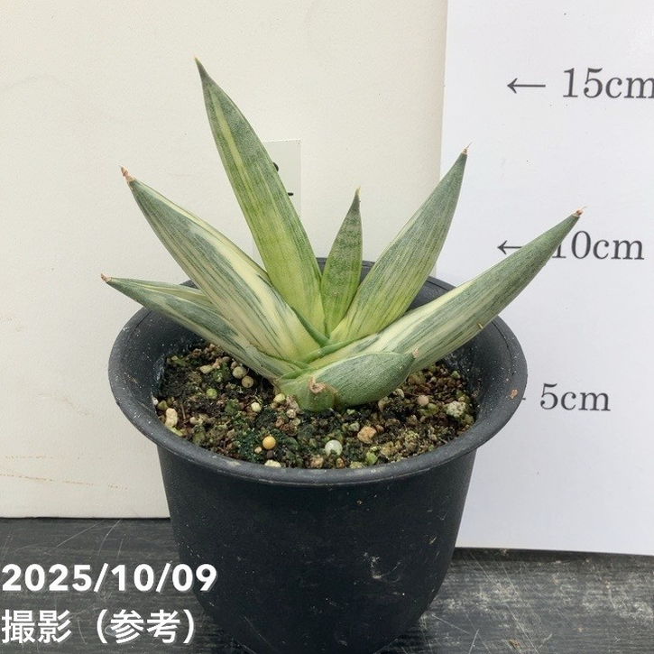 サンスベリア ユキオンナ Sansevieria Yuki Onna サンセベリア 雪女(ユキオンナ) 「Sansevieria Yuki Onna」24F