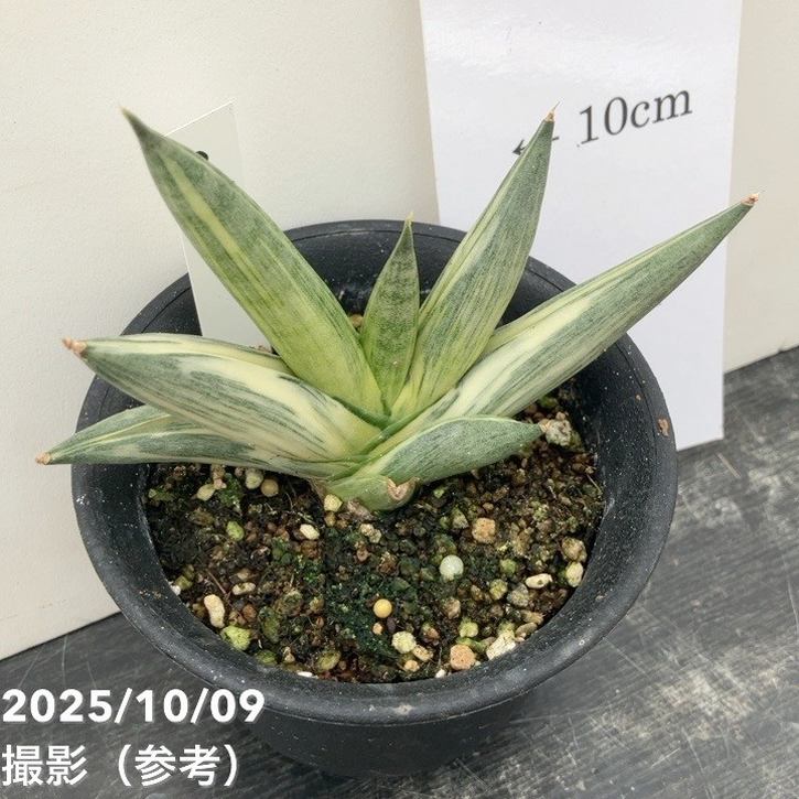 激レア！現品お届け】サンスベリア 3.5号 雪女 ユキオンナ プラ