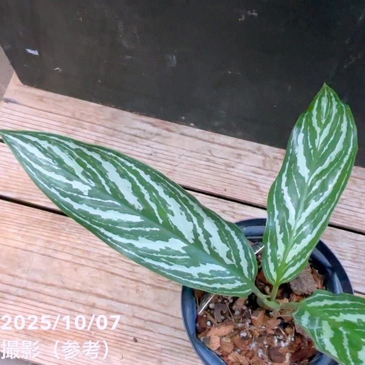 FUNGUS 完売間近！！ 現品お届け】アグラオネマ ニティドゥム カーティシー Aglaonema