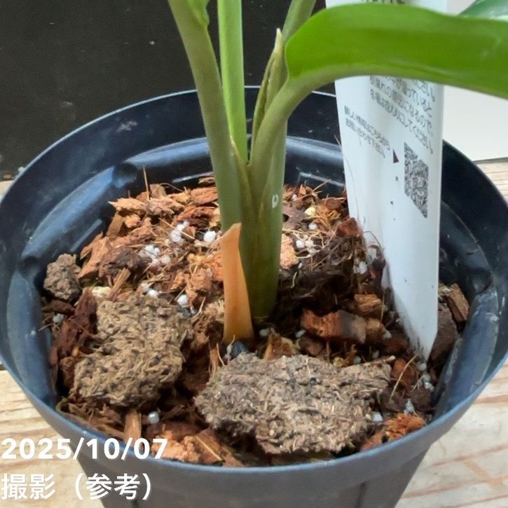現品お届け】アグラオネマ ニティドゥム カーティシー Aglaonema
