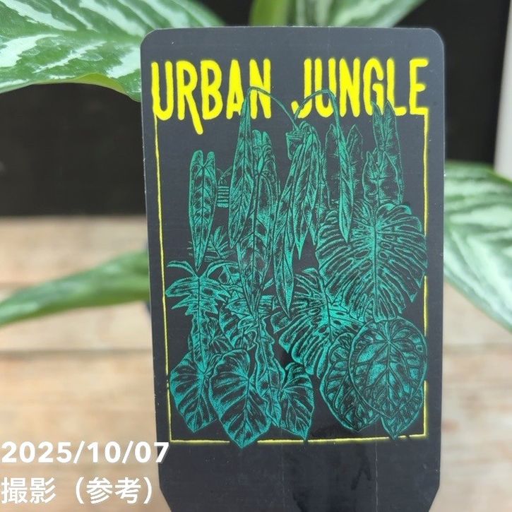 現品お届け】アグラオネマ ニティドゥム カーティシー Aglaonema