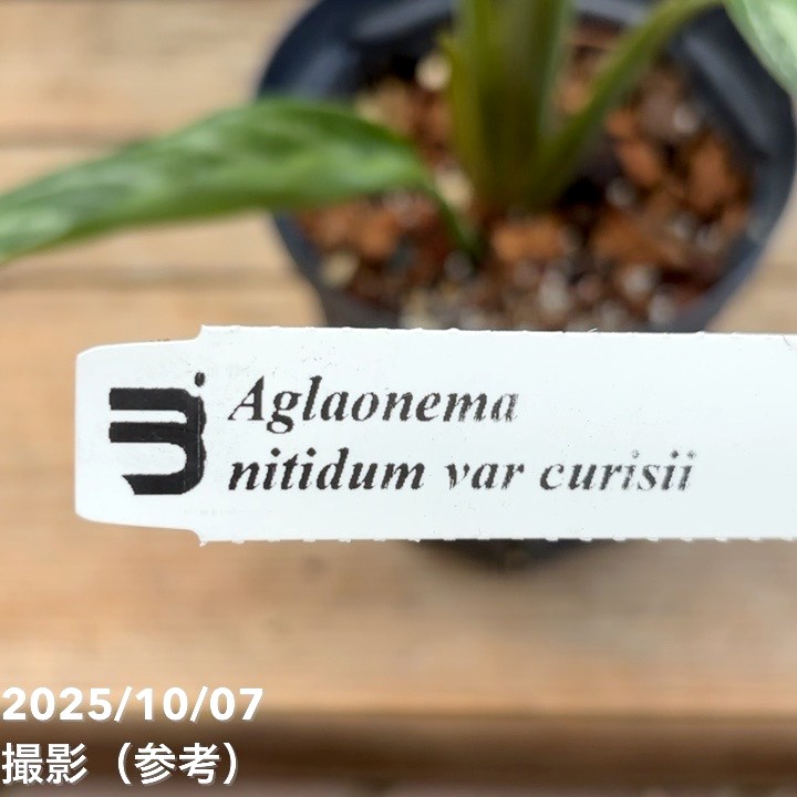 現品お届け】アグラオネマ ニティドゥム カーティシー Aglaonema