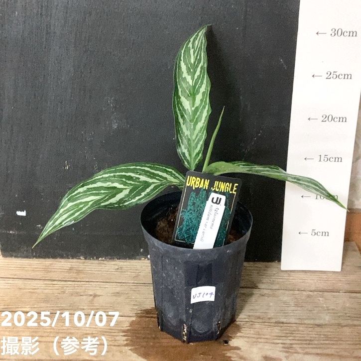 【現品お届け】アグラオネマ ニティドゥム カーティシー Aglaonema nitidum var curtisii 4号スリット鉢(UJ104)|観葉04-PA