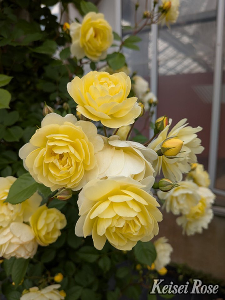 【NEW】バラ大苗 レモン シルエッタ 4.5号ロングポット 京成バラ園芸|花木04-PA