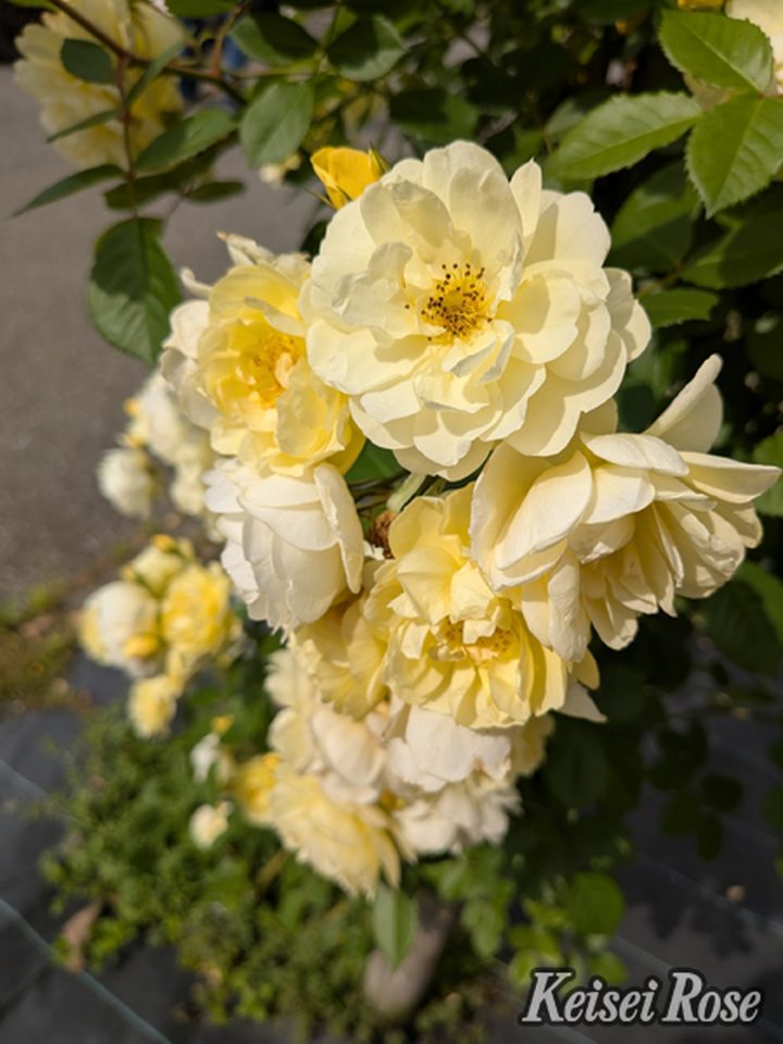 【NEW】バラ大苗 レモン シルエッタ 4.5号ロングポット 京成バラ園芸|花木04-PA