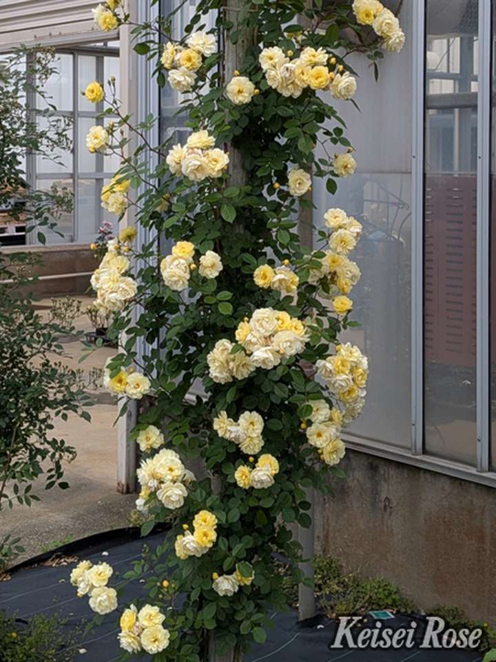 【NEW】バラ大苗 レモン シルエッタ 4.5号ロングポット 京成バラ園芸|花木04-PA