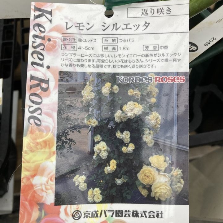 【NEW】バラ大苗 レモン シルエッタ 4.5号ロングポット 京成バラ園芸|花木04-PA