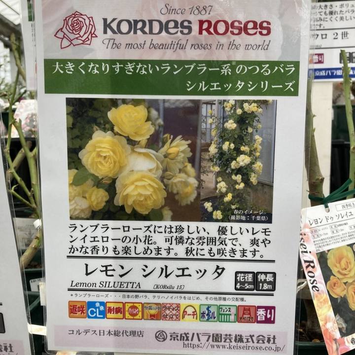 【NEW】バラ大苗 レモン シルエッタ 4.5号ロングポット 京成バラ園芸|花木04-PA