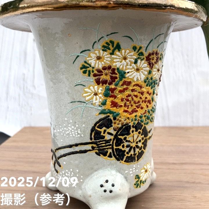 現品お届け】豊明園 万年青 オモト錦明鳳（きんめいほう） 花車鉢（O43