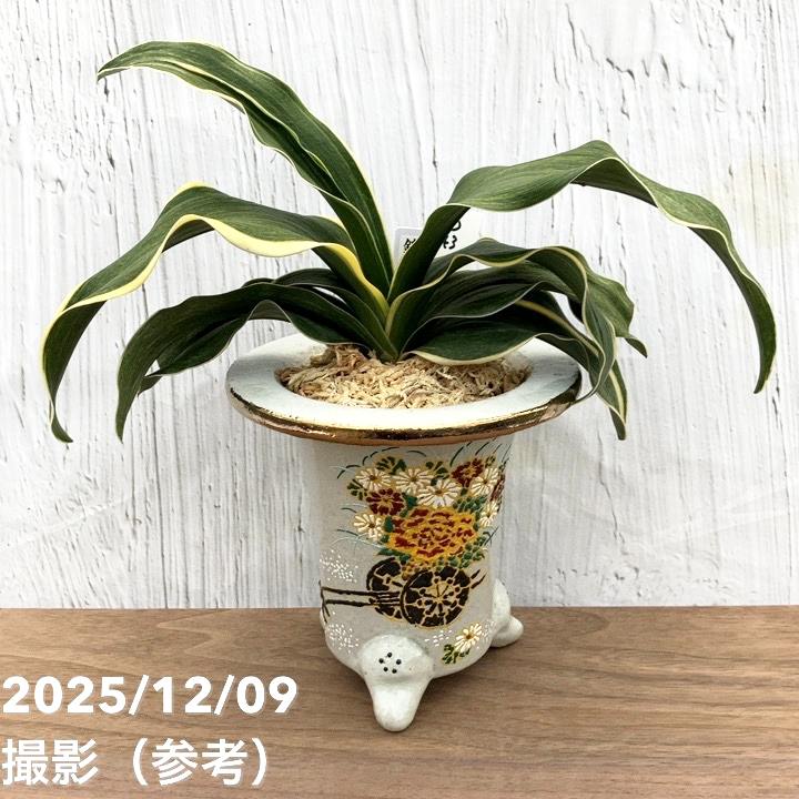 現品お届け】豊明園 万年青 オモト錦明鳳（きんめいほう） 花車鉢（O43