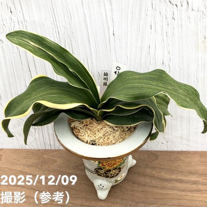 現品お届け】豊明園 万年青 オモト錦明鳳（きんめいほう） 花車鉢（O43