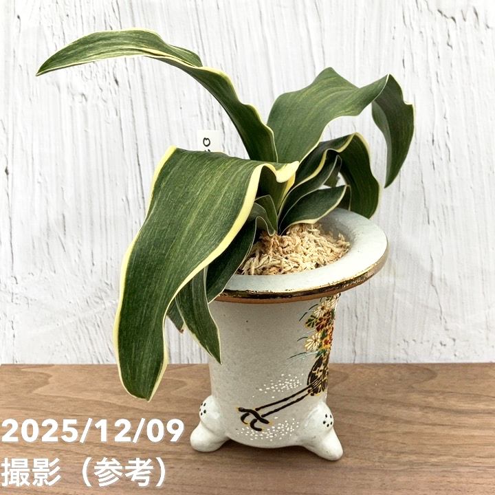 現品お届け】豊明園 万年青 オモト錦明鳳（きんめいほう） 花車鉢（O43