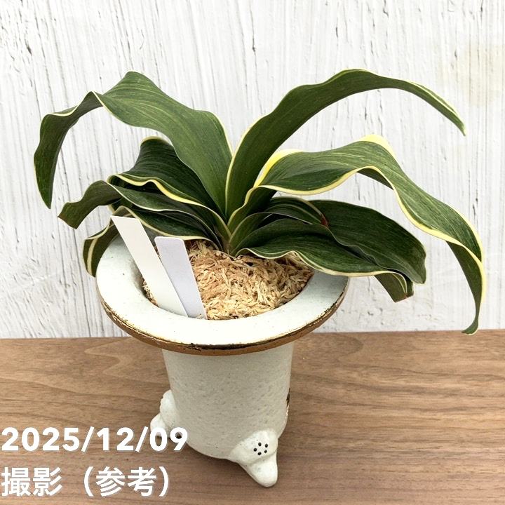 現品お届け】豊明園 万年青 オモト錦明鳳（きんめいほう） 花車鉢（O43