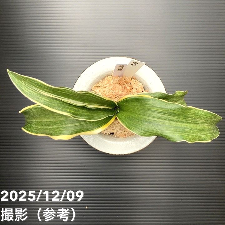 現品お届け】豊明園 万年青 オモト錦明鳳（きんめいほう） 花車鉢（O43