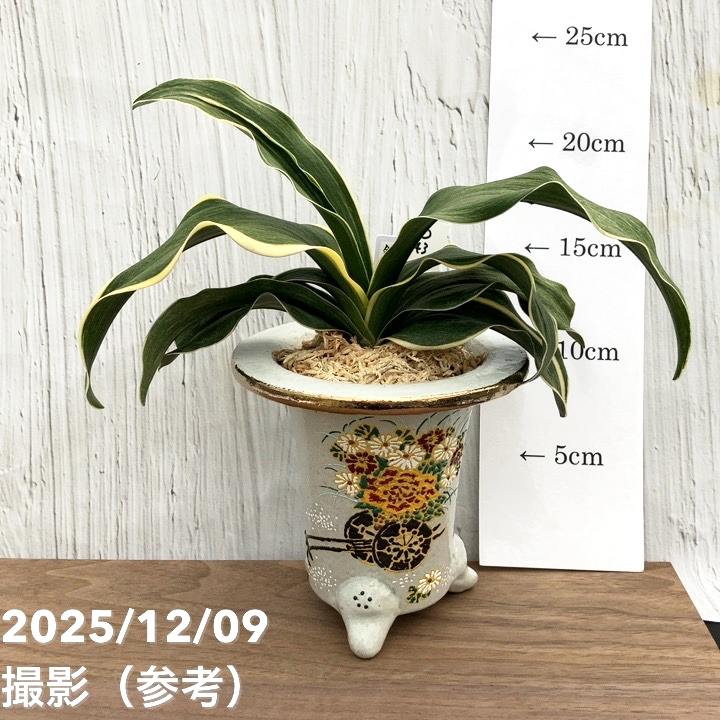 現品お届け】豊明園 万年青 オモト錦明鳳（きんめいほう） 花車鉢（O43