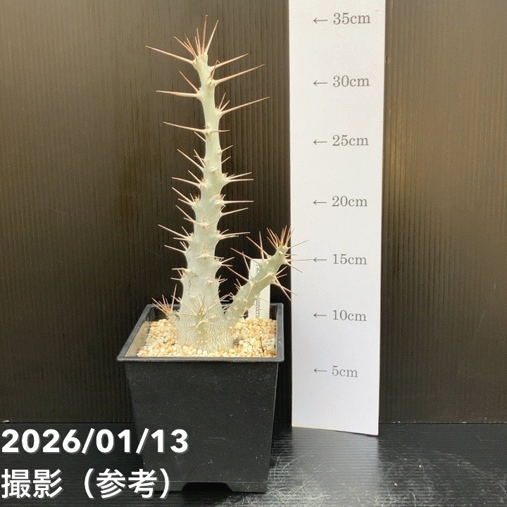 パキポジウム サンデルシー 5号｜観葉10-TU | 観葉・多肉 | 赤塚植物園