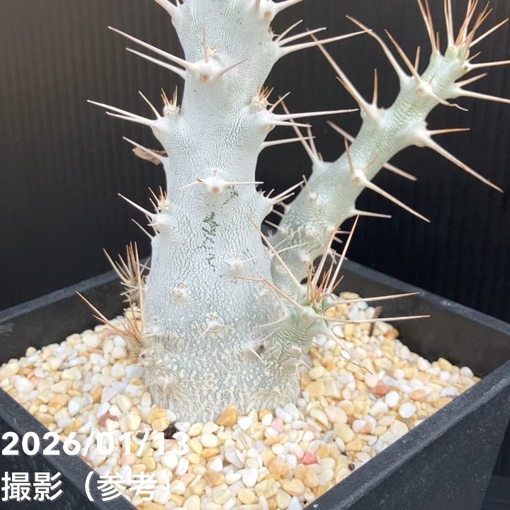 パキポジウム サンデルシー 5号｜観葉10-TU | 観葉・多肉 | 赤塚植物園