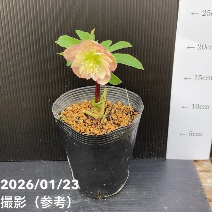 お買い得一点物咲き進み株】加藤農園 クリスマスローズ 4.5号（KT46