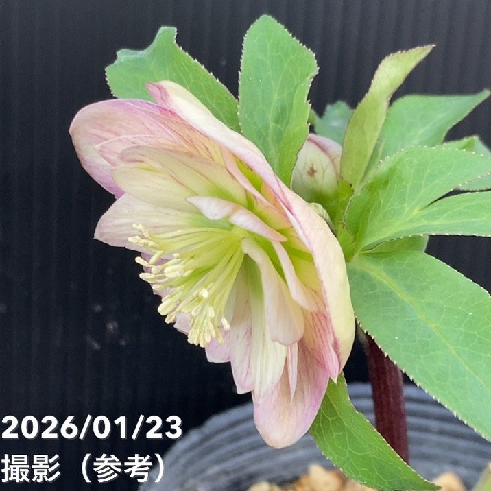 バカ息子と親バカ クリスマスローズ 追加分 2025.3 我が家のクリスマスローズたち - 空元気も元気！