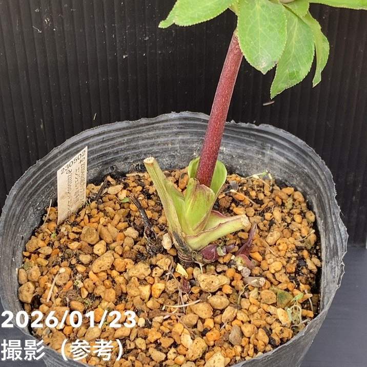 お買い得一点物咲き進み株】加藤農園 クリスマスローズ 4.5号（KT46