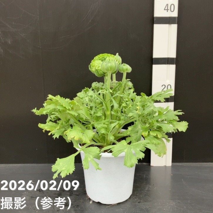 現品お届け】ラナンキュラス ポンポン 5号 イグルー｜草花10-TU | 草花