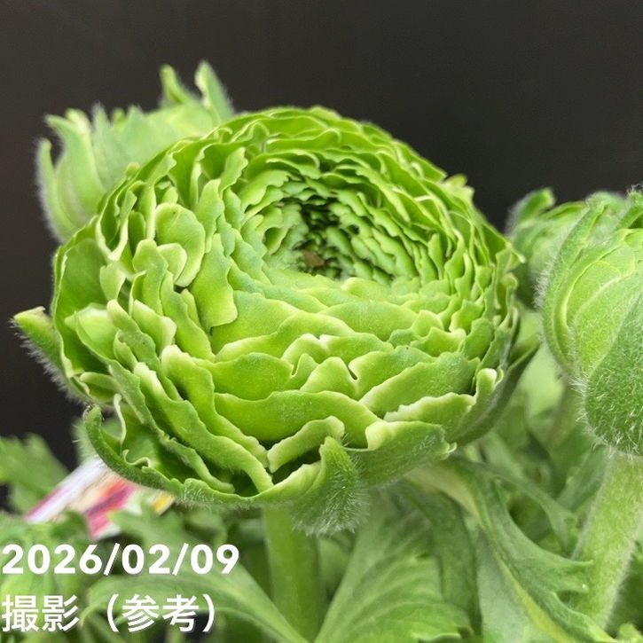 現品お届け】ラナンキュラス ポンポン 5号 イグルー｜草花10-TU | 草花