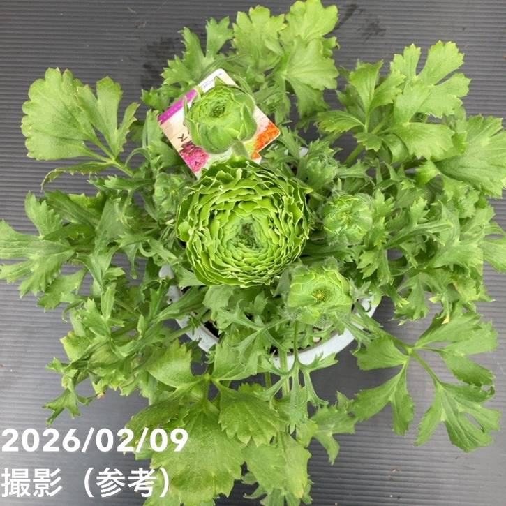 現品お届け】ラナンキュラス ポンポン 5号 イグルー｜草花10-TU | 草花
