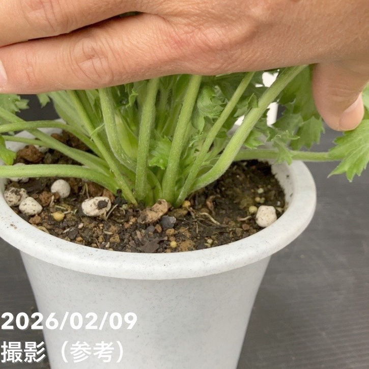 現品お届け】ラナンキュラス ポンポン 5号 イグルー｜草花10-TU | 草花