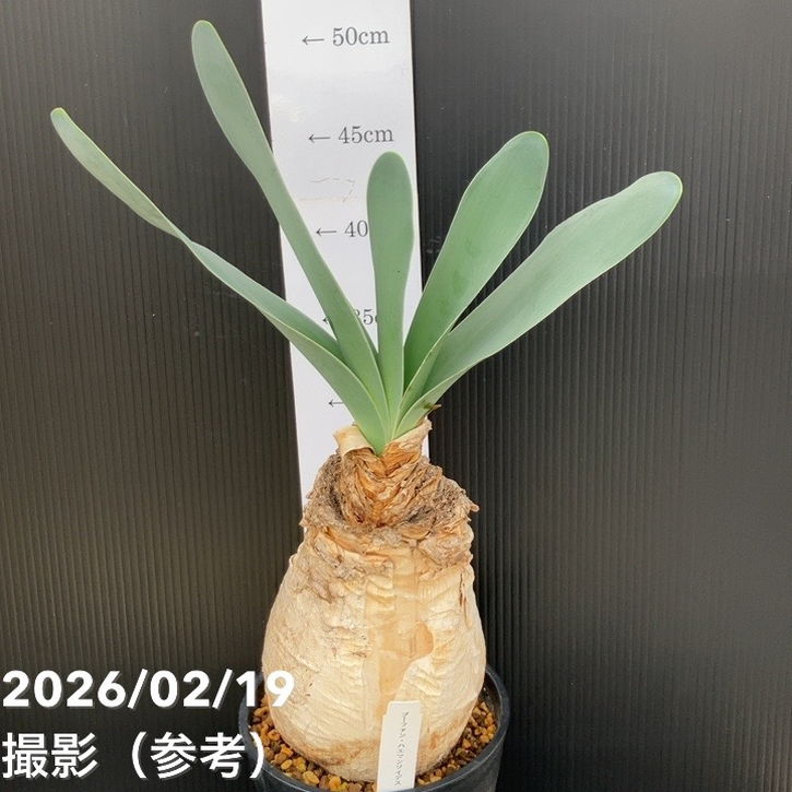 現品お届け】ブーファン ハエマンソイデス 5号（2）｜観葉10-TU | 観葉