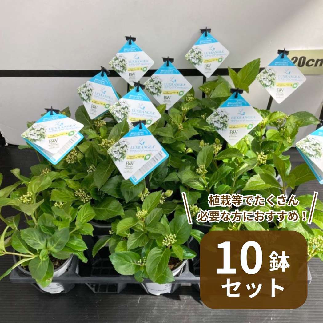 まとめ買い！】PW ラグランジア ブライダルシャワー 3.5号×10鉢セット