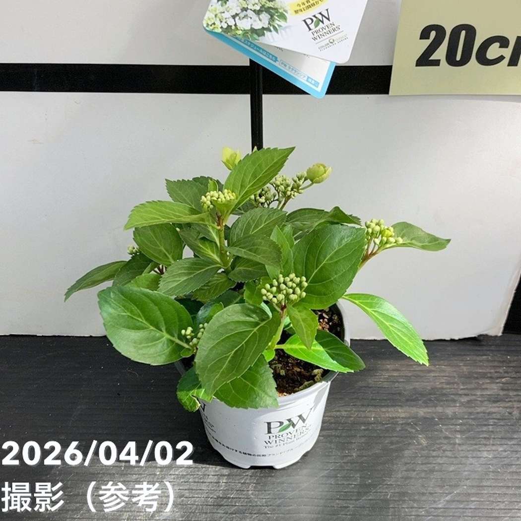まとめ買い！】PW ラグランジア ブライダルシャワー 3.5号×10鉢セット
