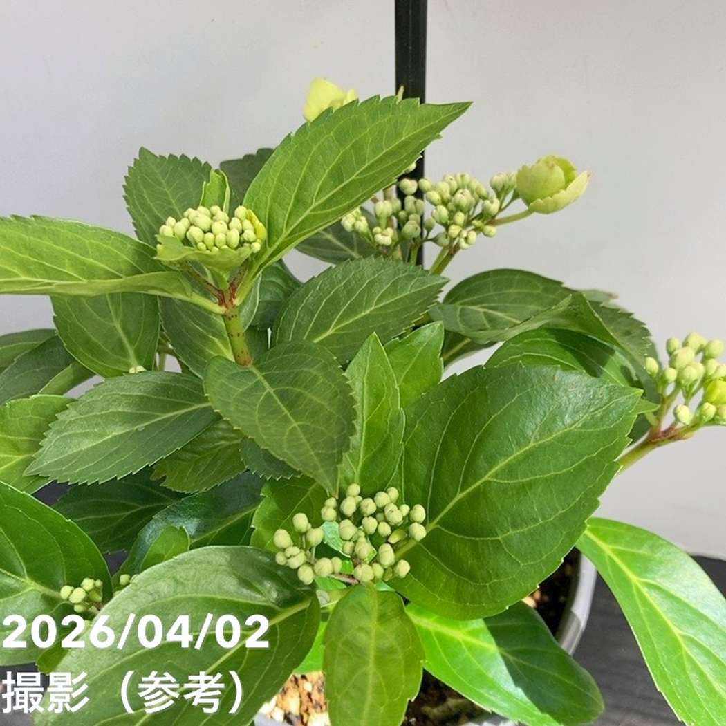 PWラグランジア 