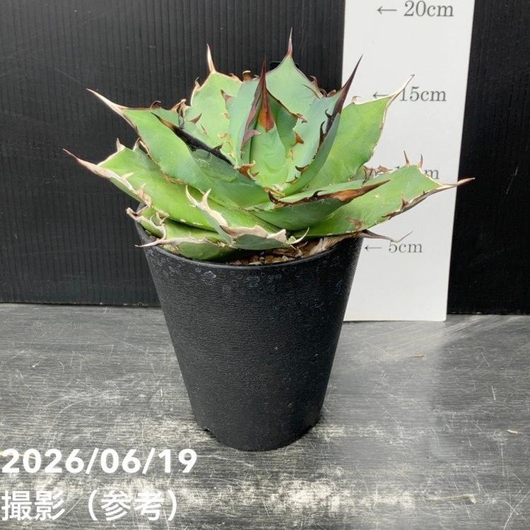アガベ 4号 Hades｜観葉10-TU | 観葉・多肉,アガベ | 赤塚植物園
