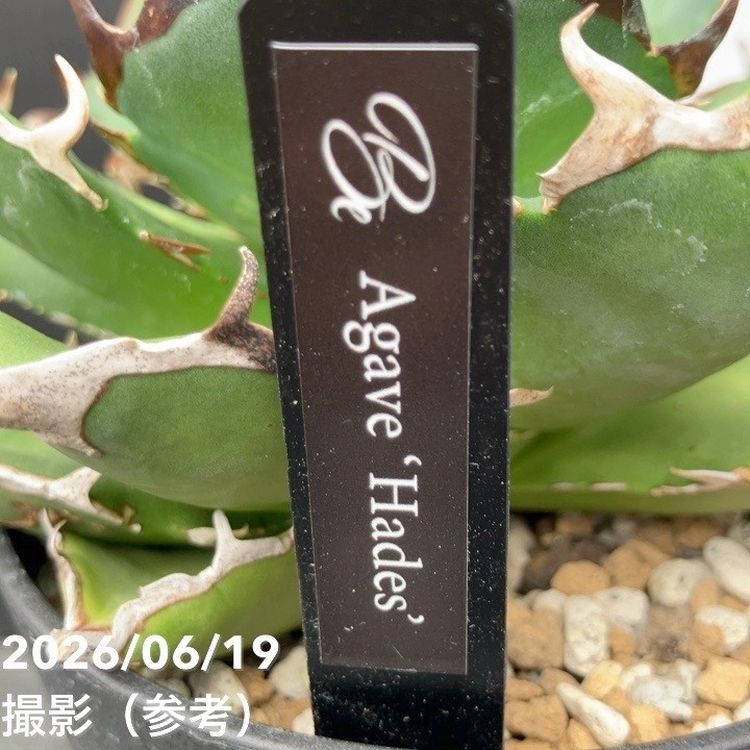 アガベ 4号 Hades｜観葉04-PA | 観葉・多肉,アガベ | 赤塚植物園