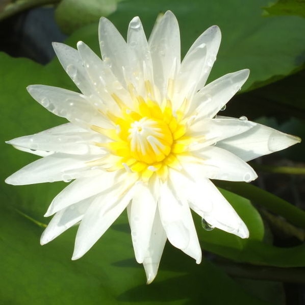 熱帯スイレン 4号 スターホワイト｜草花01-D1 | 草花,熱帯スイレン