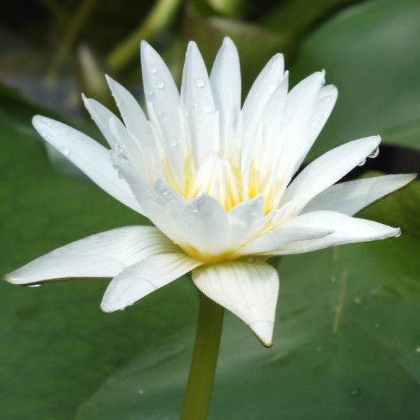 熱帯スイレン 4号 スターホワイト｜草花01-D1 | 草花,熱帯スイレン