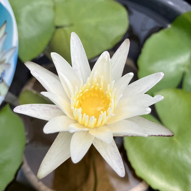 スイレン　スワンナ　球根　睡蓮苗　熱帯スイレン　ビオトープ　鉢花　開花サイズ スイレン スワンナ 球根 睡蓮苗 熱帯スイレン ビオトープ 鉢花
