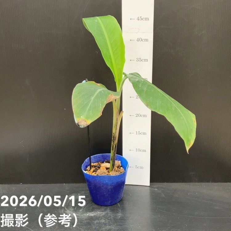 数量限定】アイスクリームブルーバナナ（苗）4号｜果樹10-TU | 果樹