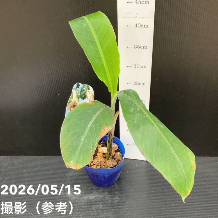 数量限定】アイスクリームブルーバナナ（苗）4号｜果樹10-TU | 果樹