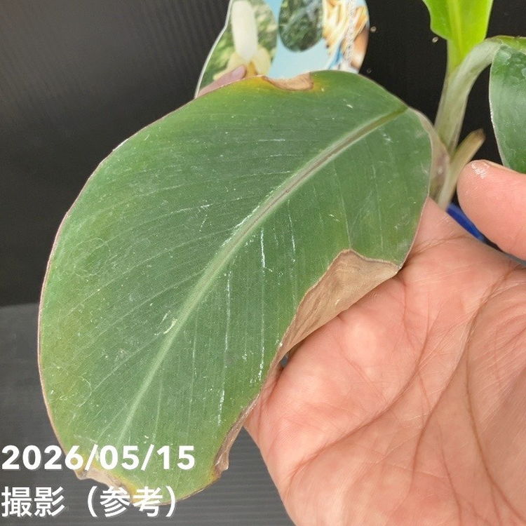 数量限定】アイスクリームブルーバナナ（苗）4号｜果樹10-TU | 果樹