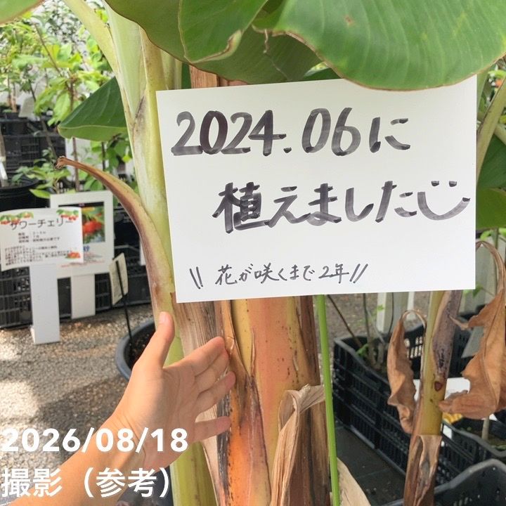アイスクリームブルーバナナ（苗）4号｜果樹04-PA | 果樹,[珍しい果樹