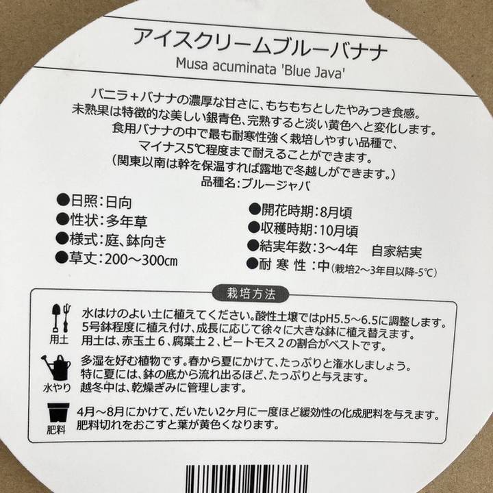 アイスクリームブルーバナナ(苗)4号|果樹04-PA