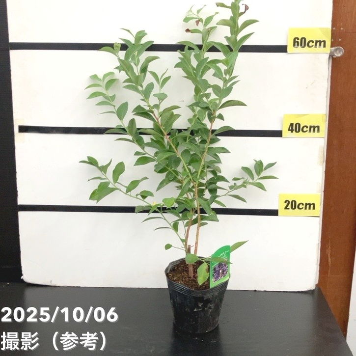 ブルーベリー ラビットアイ系 ブライトウェル 4.5～5号｜果樹10-TU