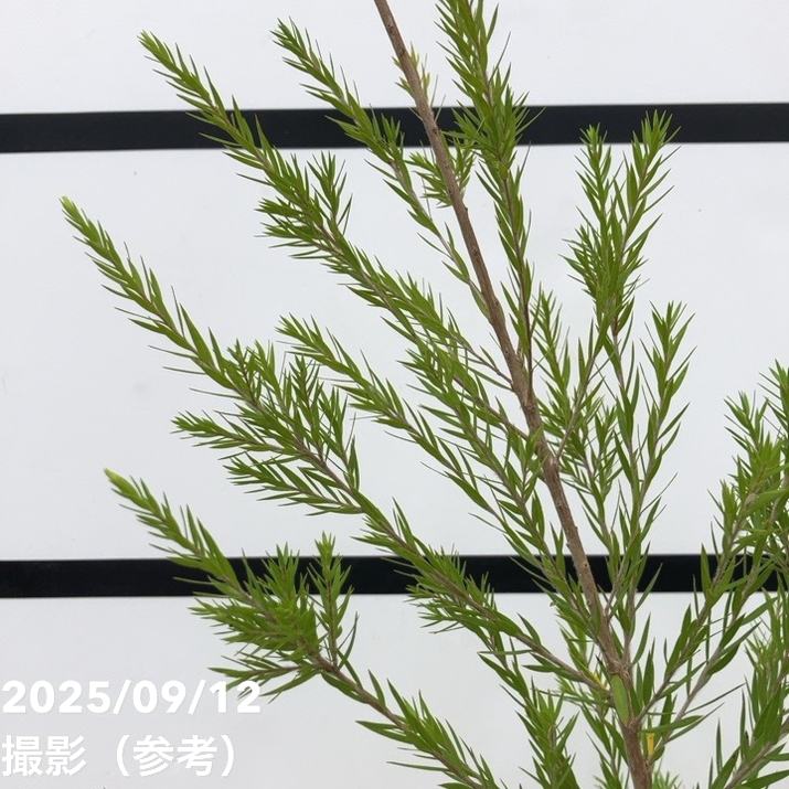 メラレウカ ブラックティーツリー 5号 ※お届けに10日程度かかる場合が