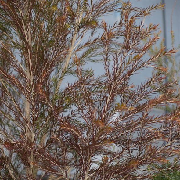 メラレウカ ブラックティーツリー 花木 庭木 メラレウカ カリステモン レプトスペルマム 赤塚植物園オンライン 花の音