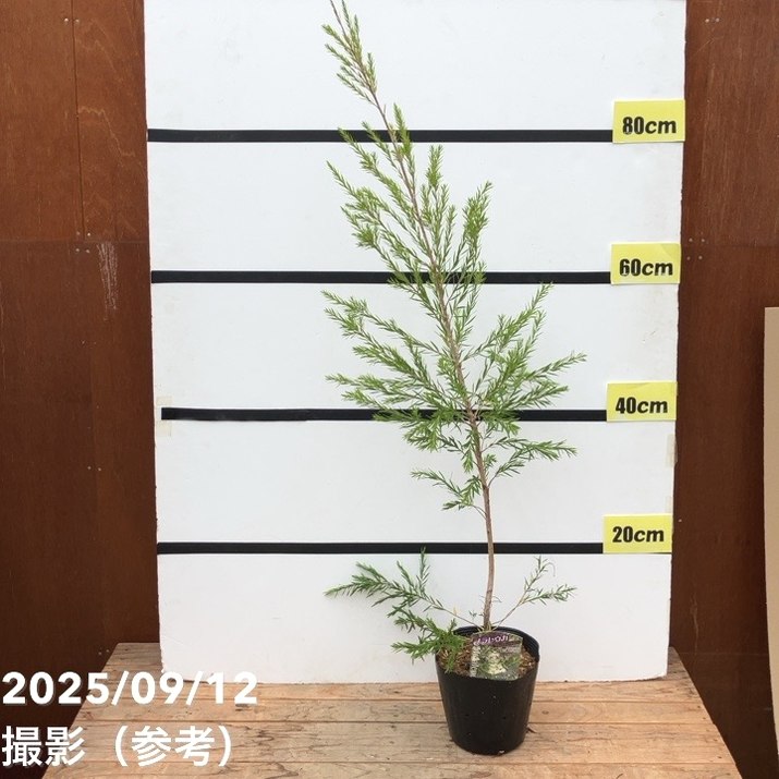 メラレウカ ブラックティーツリー 5号 ※お届けに10日程度かかる場合が