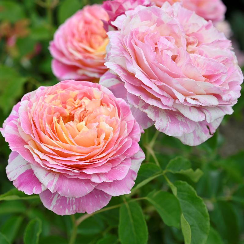 バラ大苗 クロード・モネ 7号 Delbard デルバール｜花木04-PA | 花木